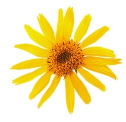 arnica-n Levicose barizeetarako