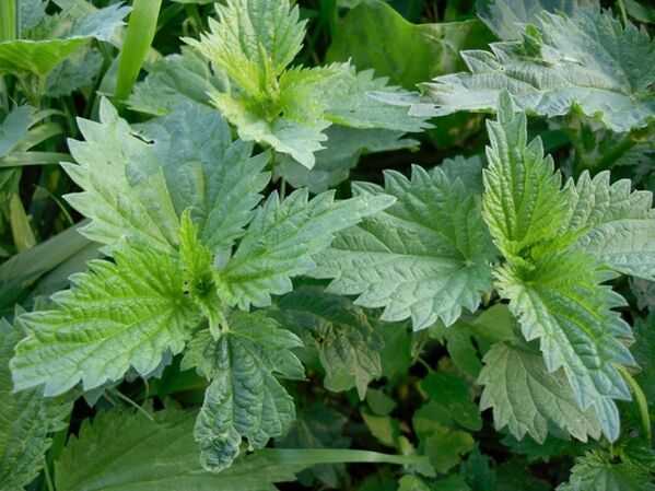 Barizeentzako sendabelar decoction bat prestatzeko ortiga